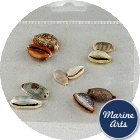 8800-P8 - Craft Pack - Mini Cowrie Shells